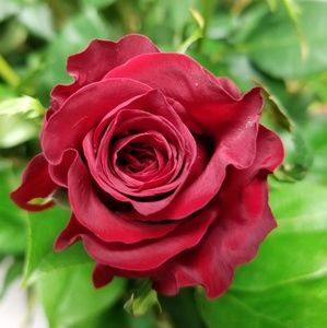 Meet your Posher, Regina